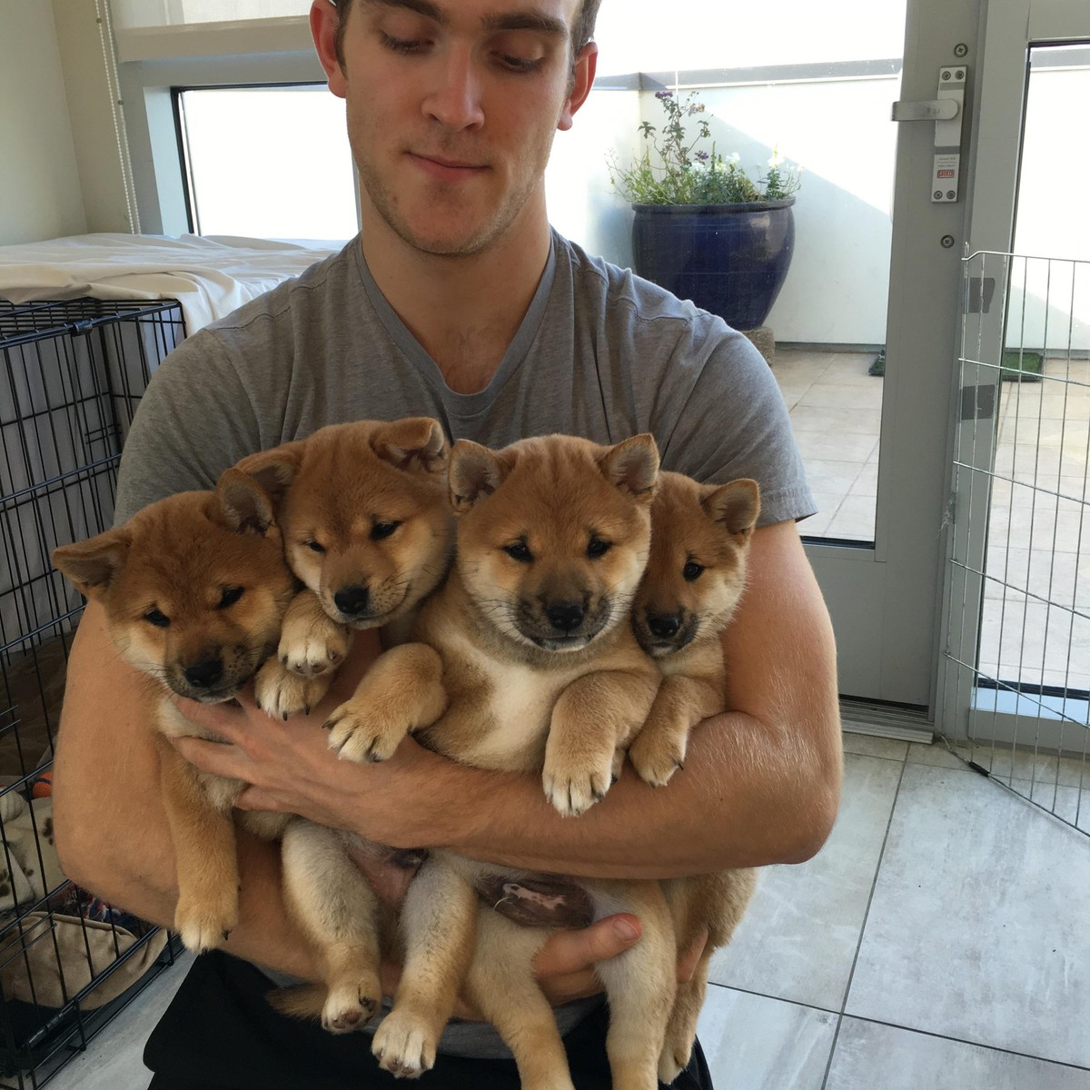 des shiba inus trop mignons!