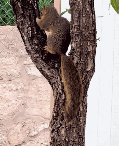 Animiertes GIF