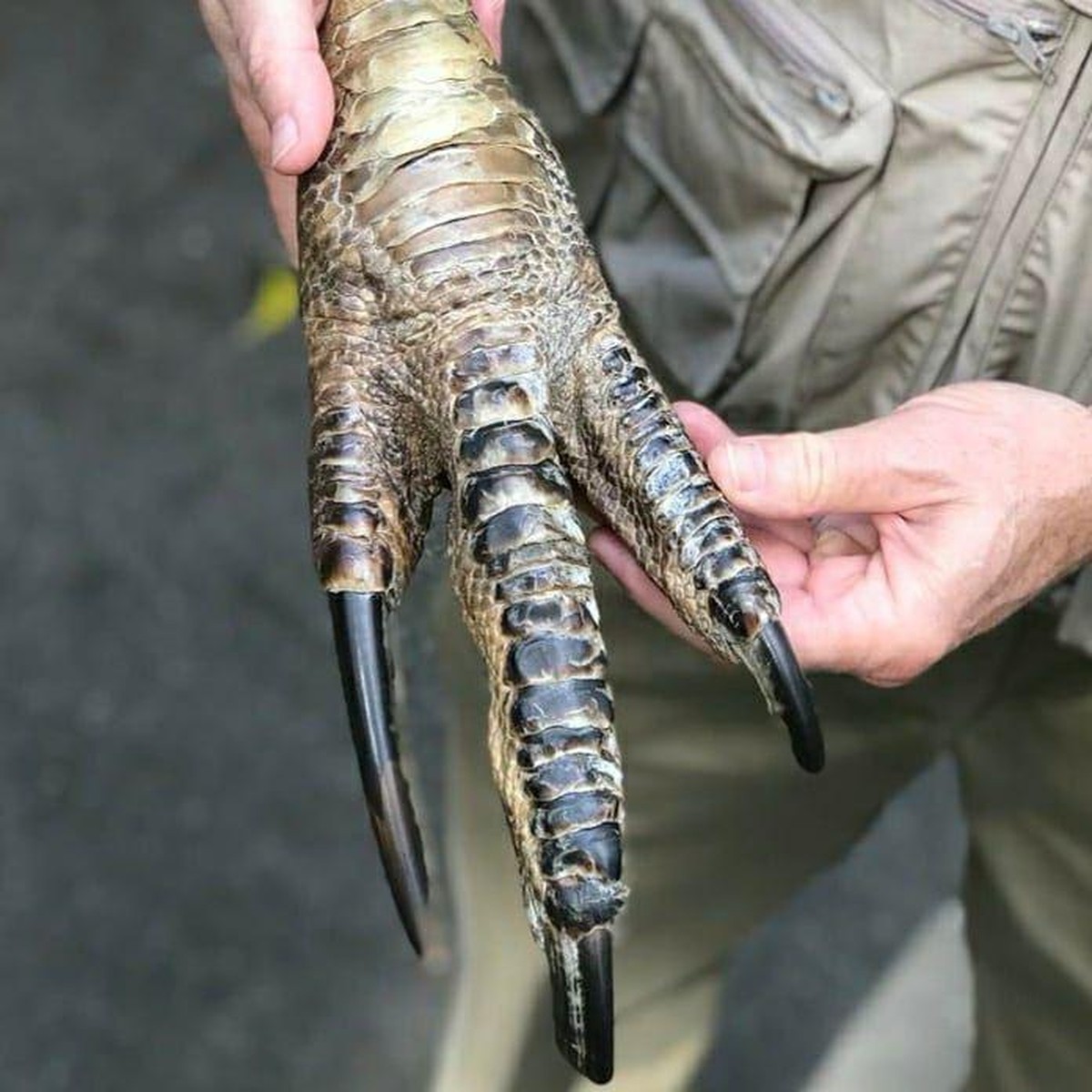 Unheimliche Bilder, in denen die Natur wieder mal ihre dunkelste Seite offenbart