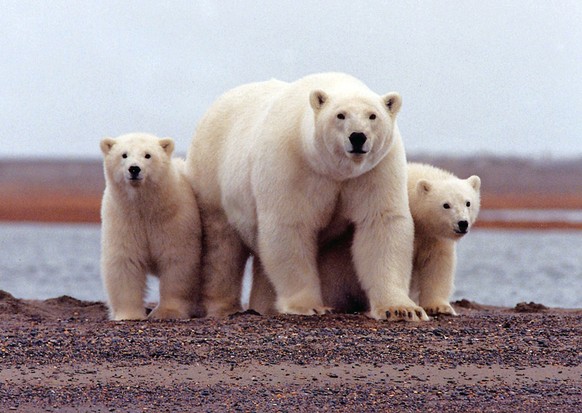 Mehr Schutz auch für Eisbären.
