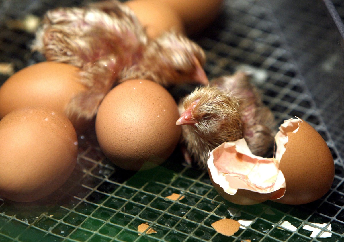 Chicks eclose from their eggs in the Natural Museum in Lucerne, Switzerland, March 22, 2008. (KEYSTONE/Sigi Tischler)

Im Naturmuseum Luzern schluepfen am Samstag, 22. Maerz 2008 in einem Brutkasten ...