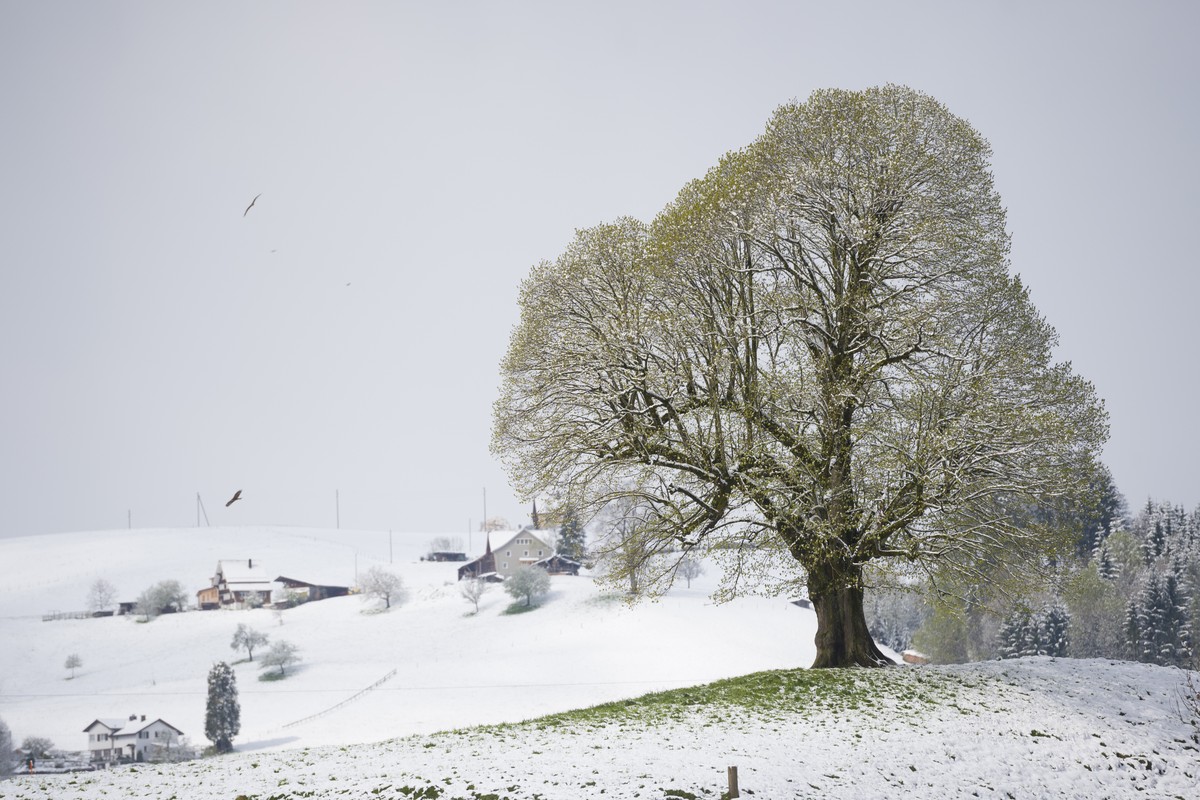 Frisch verschneite Landschaft am Montag in Teufen.