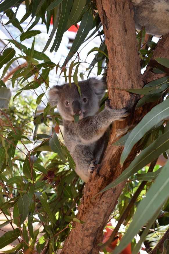 Nice news about koalas https://ch.pinterest.com/pin/9640586694307816/