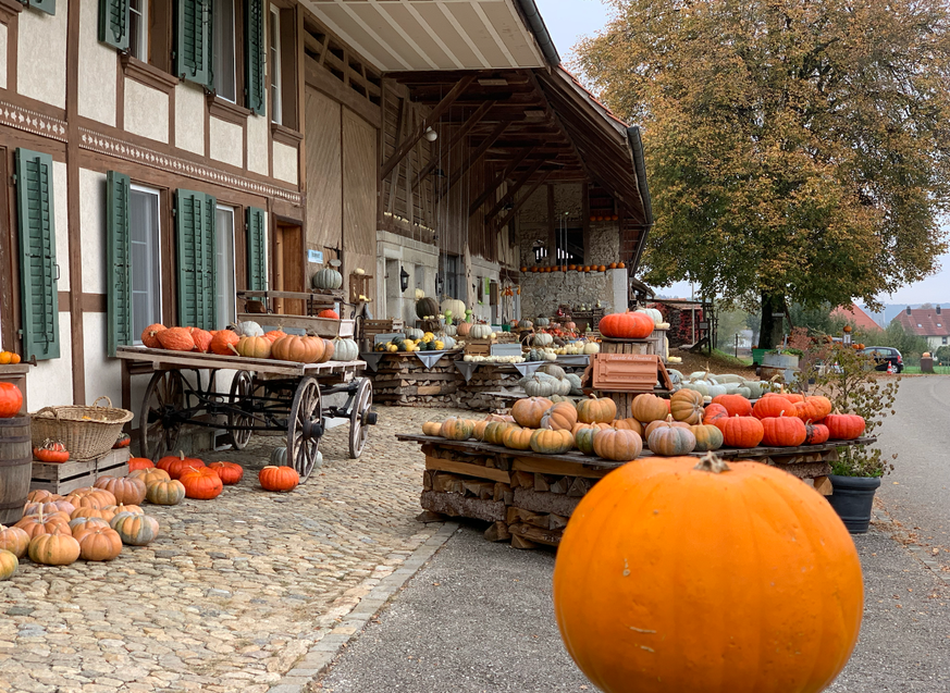 Rauszeit Kürbis Weyeneth