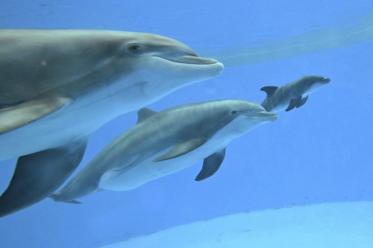 This photo provided by Brookfield Zoo Chicago, bottlenose dolphins "Allie" with "Tapeko" are joined by the newly born calf at the Brookfield Zoo Chicago on Saturday, June 7, 2025.  ...