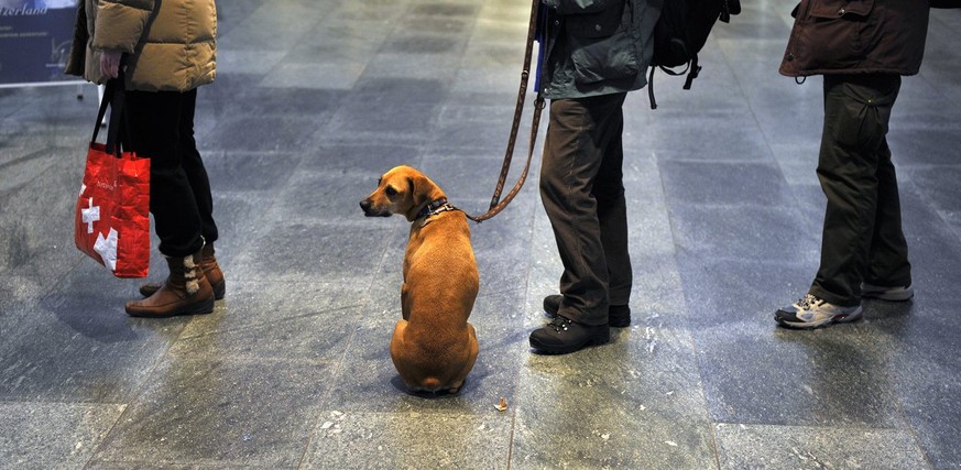 Ein Hund wartet mit weiteren Personen vor einem Ticketautomat der SBB im Bahnhof Luzern, am Donnerstagabend, 10. Maerz 2011, in Luzern. (KEYSTONE/Sigi Tischler)