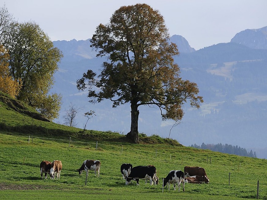 Eine Kuhherde vor dem Hintergrund der Berner Voralpen Gantrisch und Nuenenen. Am Gantrisch kam es am Samstagnachmittag zu einem tödlichen Unfall, bei dem eine Wandererin starb. (Archivbild)