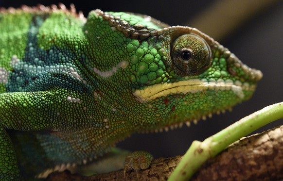 epa04962445 A panther chameleon (Furcifer pardalis) at the Ueno Zoological Gardens in Tokyo, Japan, 04 October 2015. The Ueno Zoological Gardens is the oldest zoo in Japan. Founded in 1882, it is now  ...