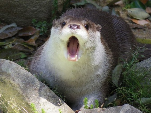 Otter, Otten
Cute News
http://imgur.com/t/aww/z8INJ