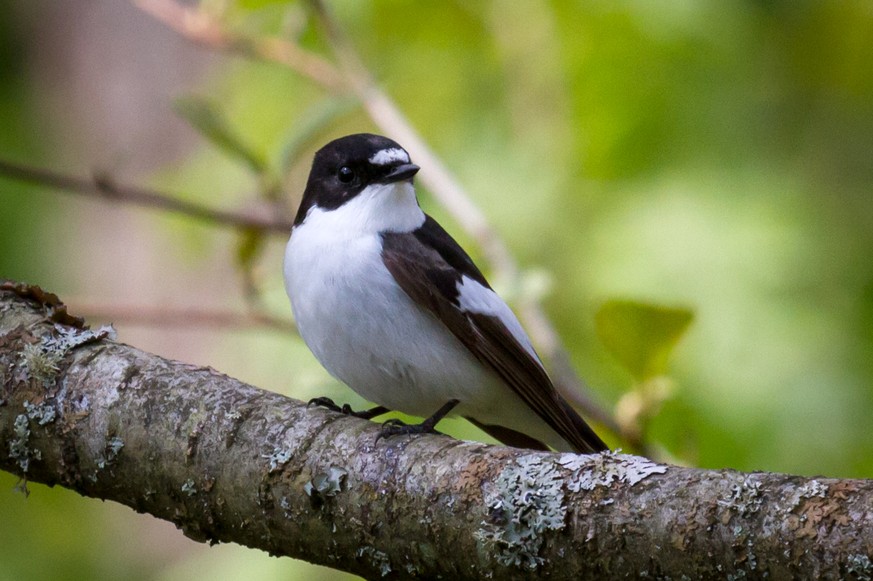 Champion unter den Schnellsehern: Trauerschnäpper (Ficedula hypoleuca).