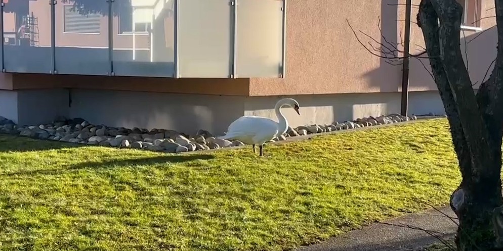 Eine ZüriReporterin traf mitten in einem Wohngebiet in Neftenbach mehrere Schwäne. Laut Birdlife ist es nicht aussergewöhnlich, dass ein Schwan auf der Suche nach Nahrung in besiedeltem Gebiet auftauc ...