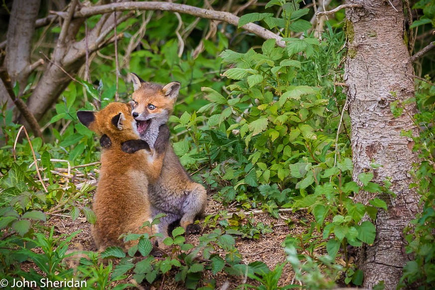 The Comedy Wildlife Photography Awards 2017
John Sheridan
Kells
Ireland

Title: Cuddling Cubs.
Caption: Cuddling Cubs.
Description: Fox Cubs playing in Co Meath Ireland.
Animal: Fox
Location of shot:  ...