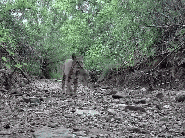 Animiertes GIF