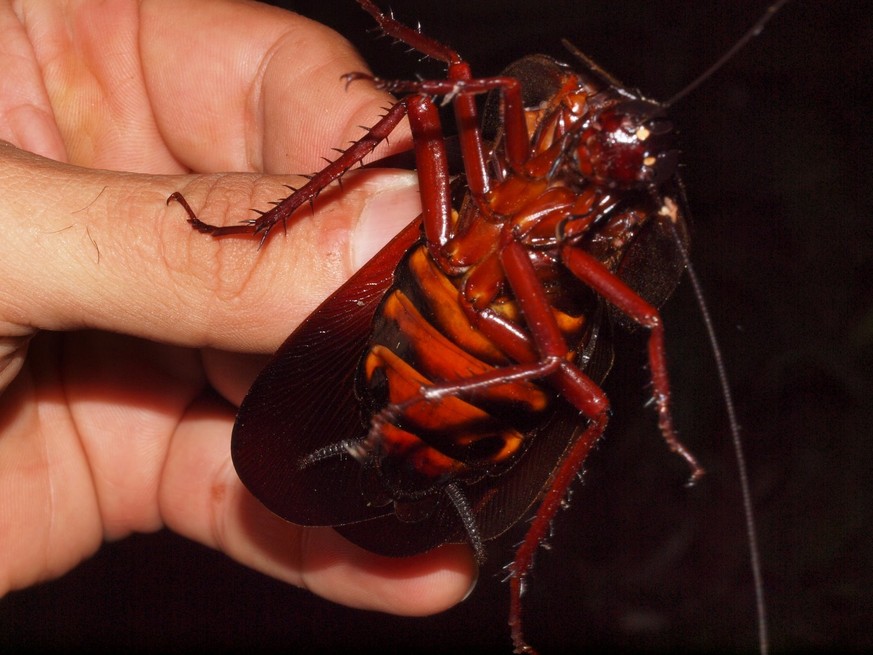 Megaloblatta blaberoides
https://www.inaturalist.org/taxa/533156-Megaloblatta-blaberoides