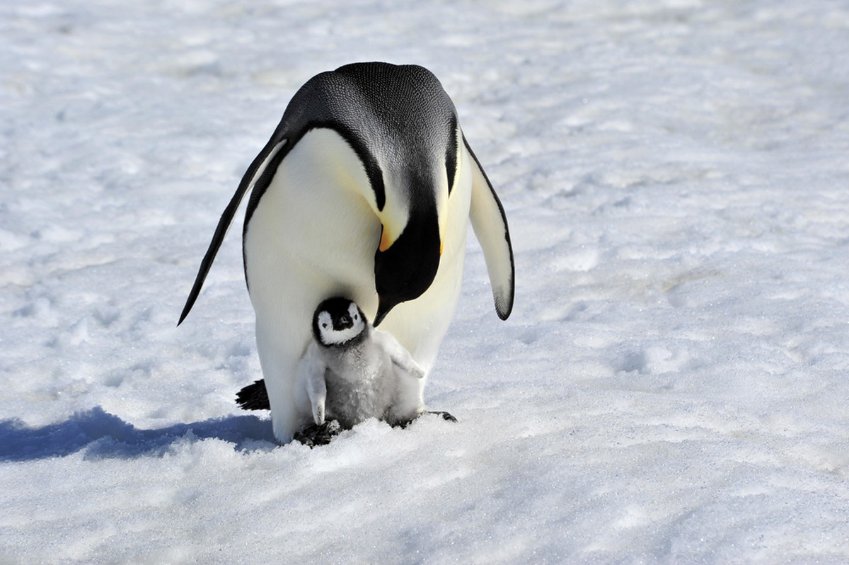 Ein Königspinguin mit Nachwuchs.