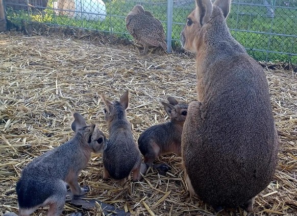 Nice news about the Patagonian Mara https://www.reddit.com/r/capybara/comments/1bmu08t/capybaraadjacent_this_is_sarra_with_her_newborn/