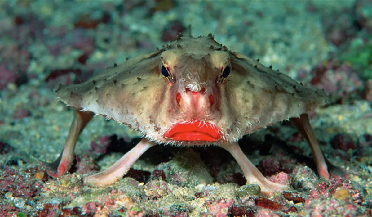 Dans cet article, nous allons vous présenter le poisson-chauve-souris des Galápagos connu pour se balader dans les fonds marins avec du rouge à lèvres et un air blasé.