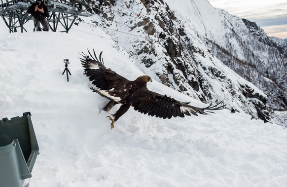 Der Steinadler Robiei wird vom Verein fuer Tierschutz Bellinzona in die Freiheit entlassen, am Donnerstag, 20. November 2014, in Cevio. Der Verein fuer Tierschutz hatte den sieben Monate alten und fue ...