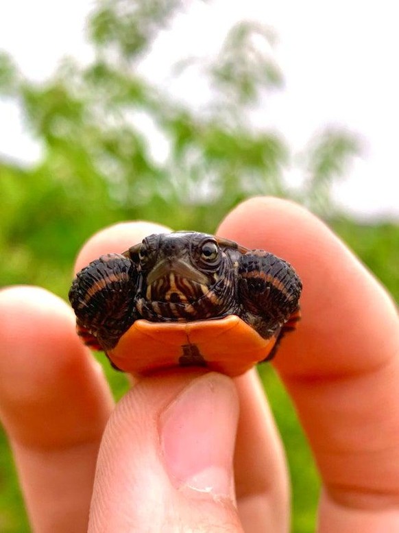 Baby Turtle