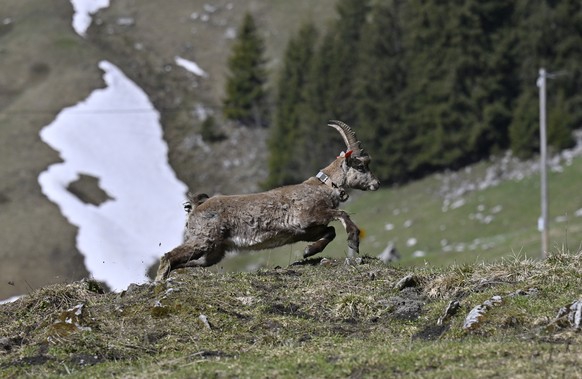 Ein Steinbock wird / Zwei Steinbocke werden im Rahmen eines Wiederansiedlungsprojektes am Montag, 2. Mai 2022, am Stockhorn oberhalb von Erlenbach ausgewildert. Die beiden heute ausgewilderten Tieren  ...