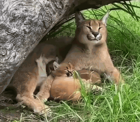 The 27 funniest animal photos of the week can only be found here
