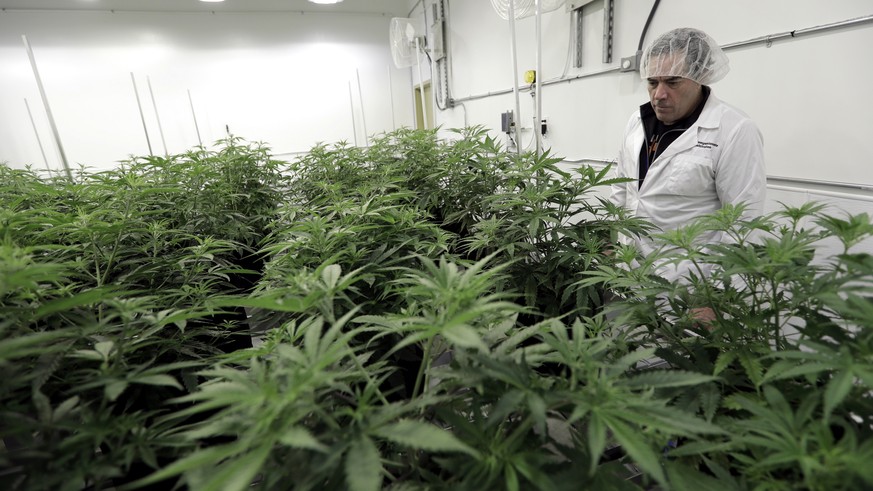 Morris Denton looks over marijuana plants in a flowering room at Compassionate Cultivation, a licensed medical cannabis cultivator and dispensary, Thursday, Dec. 14, 2017, in Manchaca, Texas. Texas is ...