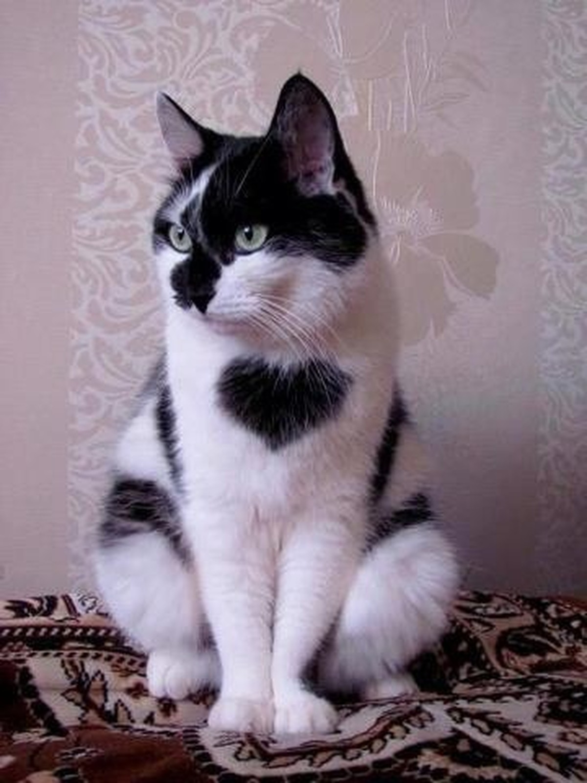 cute news tier katze

https://ch.pinterest.com/pin/1121888957169340165/