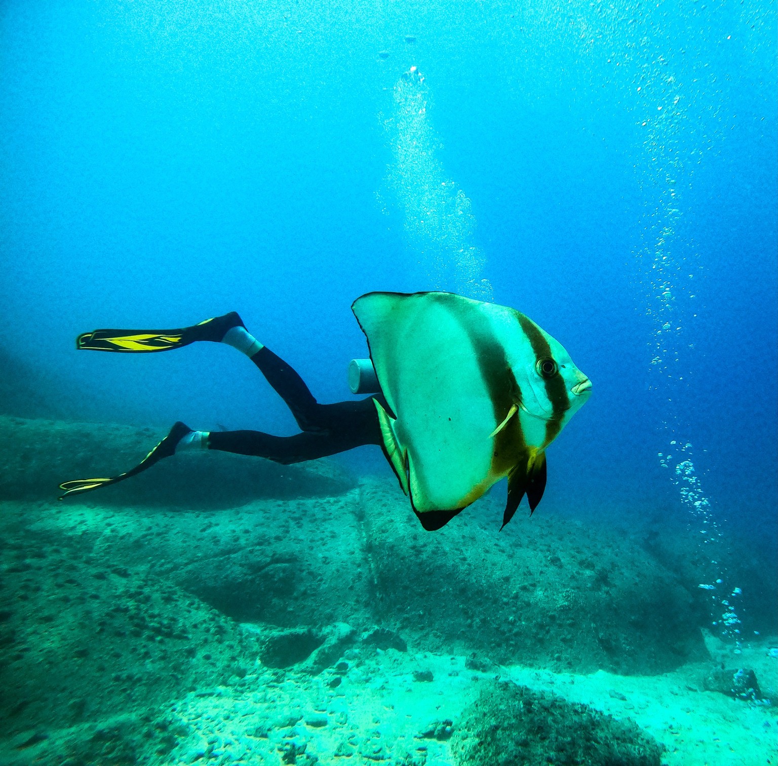 The Comedy Wildlife Photography Awards 2023
Danielle Goonan
New York City
United States
Title: “Part of Your World”
Description: This trip to the Seychelles was my first big trip after getting scuba ...