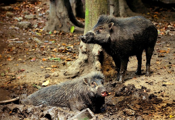 Visayas-Pustelschwein