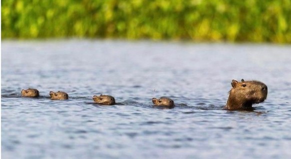 cute news tier capybara

https://www.reddit.com/r/capybara/comments/1hb4ade/here_is_a_capybara_train_passing_through_your_feed/