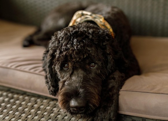 Australian Labradoodle hund chien