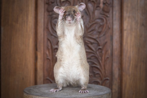 epa08696122 A handout photo made available by APOPO charity shows African giant pouched rat Magawa in Siem Reap, Cambodia, 03 December 2019 (iissued 25 September 2020). A landmine-detecting rat became ...