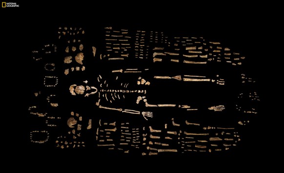 In einer Höhle in Südafrika haben Forscher Überreste einer bisher unbekannten Menschenart entdeckt. Den ausgestorbenen Verwandten des modernen Menschen nannten sie Homo naledi. Geborgen wurden bislang ...
