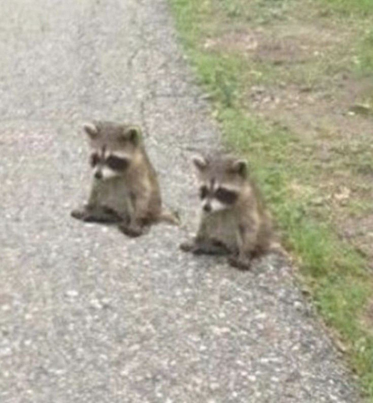 cute news tier waschbär

https://ch.pinterest.com/pin/549509592044375020/