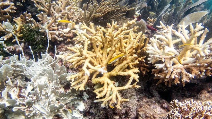 Dying corals at Key Largo in Florida: Residents fear tourists will no longer come to see the bleached reefs.