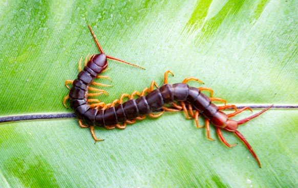 Six-foot-long millipedes are said to have once inhabited the seas