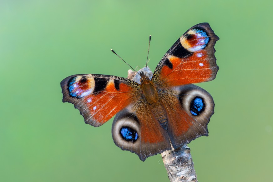 Trauermantel Schmetterling