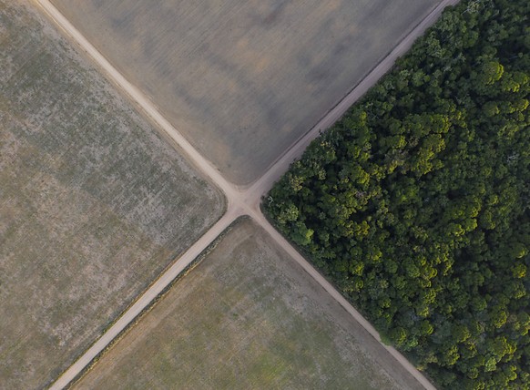 Im brasilianischen Belterra im Bundesstaat Para hat nur noch ein Teil des Regenwaldes