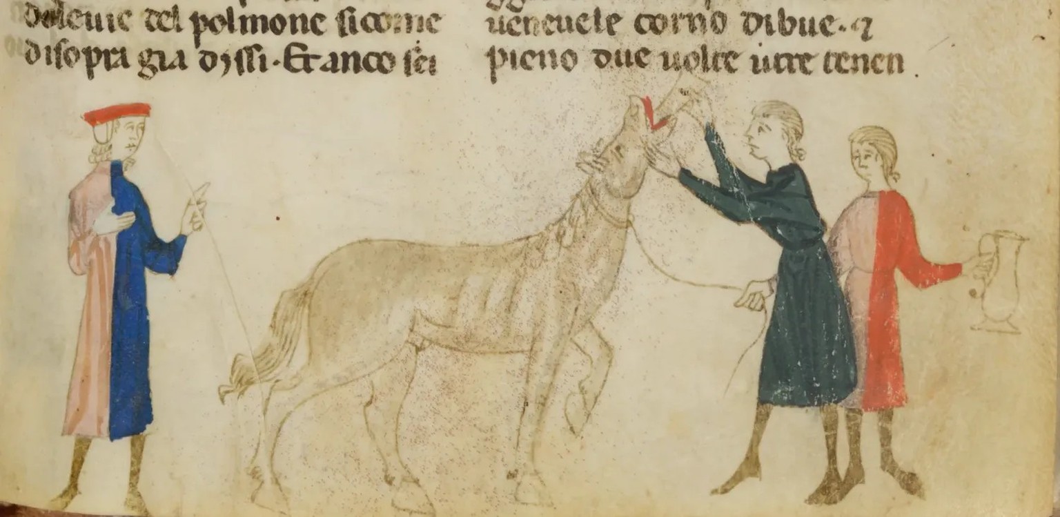 Einem Pferd wird Medizin verabreicht. Darstellung aus «Lo libro dele marescalcie dei cavalli» von Giordano Rosso, 13. Jahrhundert.
https://recherche.smb.museum/detail/2348395/giordano-rosso-libro-dell ...