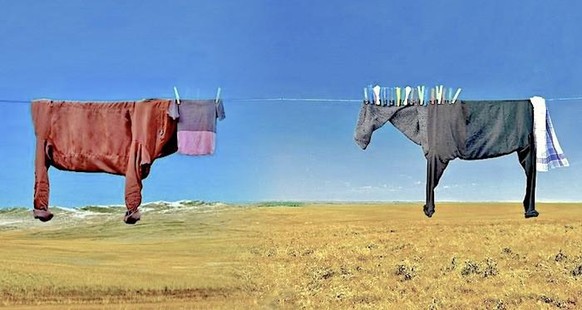 Frohlockt! Es regnet Haraldi! LG PICDUMP\nLaundry Art ЁЯЩВ