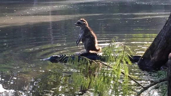 cute news tier raccoon waschbär

https://imgur.com/t/raccoon/hRPSZlE