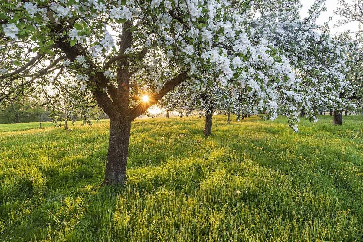 Bluescht Thurgau Egnach