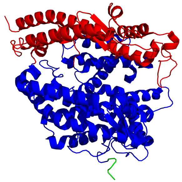 Struktur des menschlichen Enzyms ACE2.