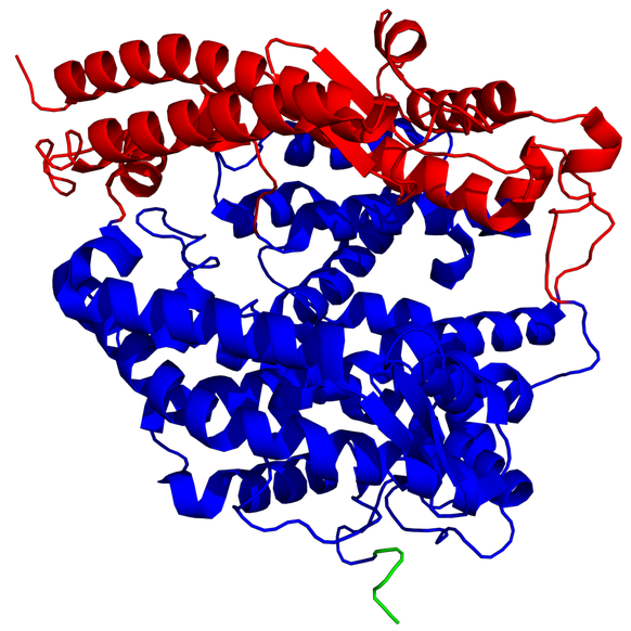 Menschliches Enzym ACE2.
https://de.wikipedia.org/wiki/Angiotensin-konvertierendes_Enzym_2#/media/Datei:Subdomains_of_ACE2.png