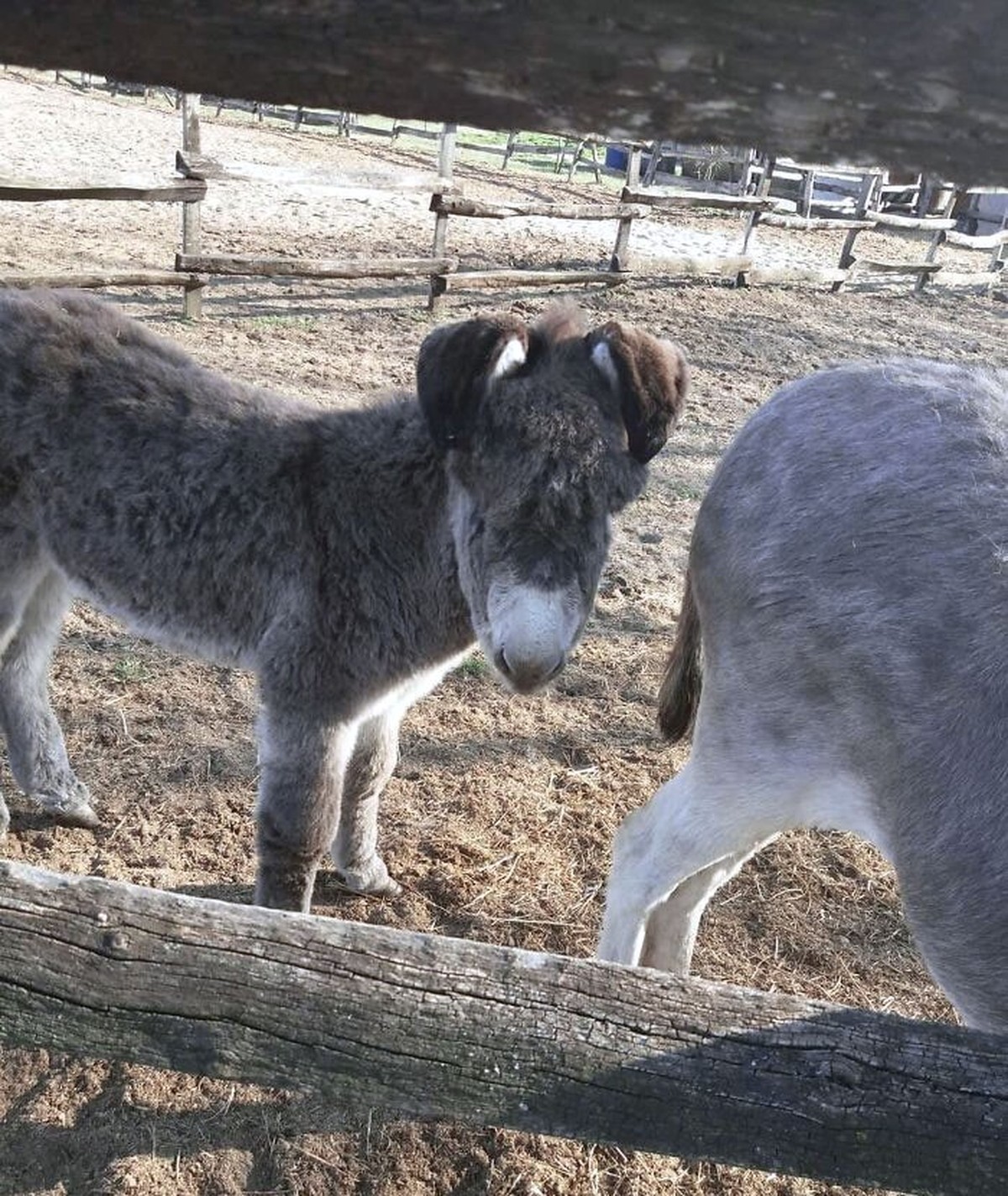 cute news tier mit grossen ohren esel

https://www.reddit.com/r/AnimalsBeingDerps/comments/b9af5b/my_mom_just_took_this_pic_of_a_donkey_with_bunny/