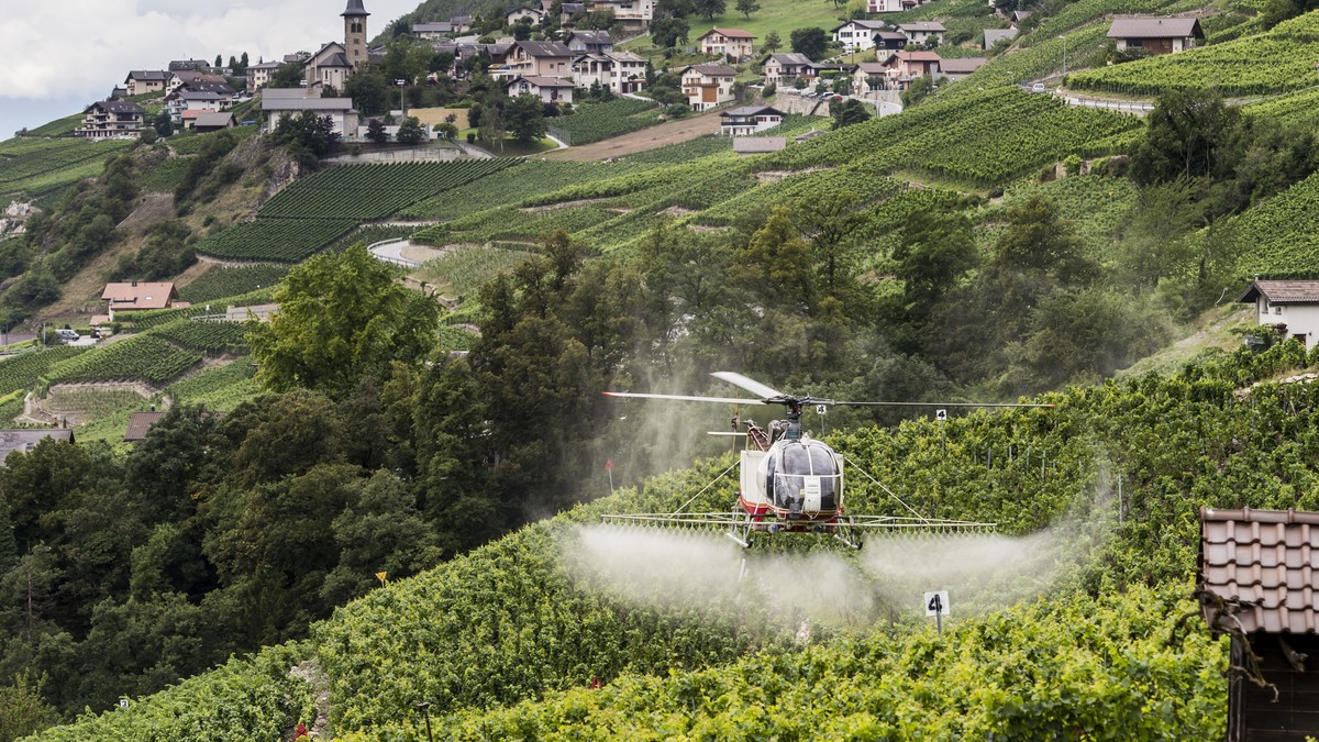 ARCHIVBILD ZUR MK DES INITIATIVKOMITEES "FUER EINE SCHWEIZ OHNE SYNTHETISCHE PESTIZIDE"--- Ein Lama Helikopter der Air Glacier besprueht die Reben gegen Ungeziefer und Pilzbefall, am Donners ...