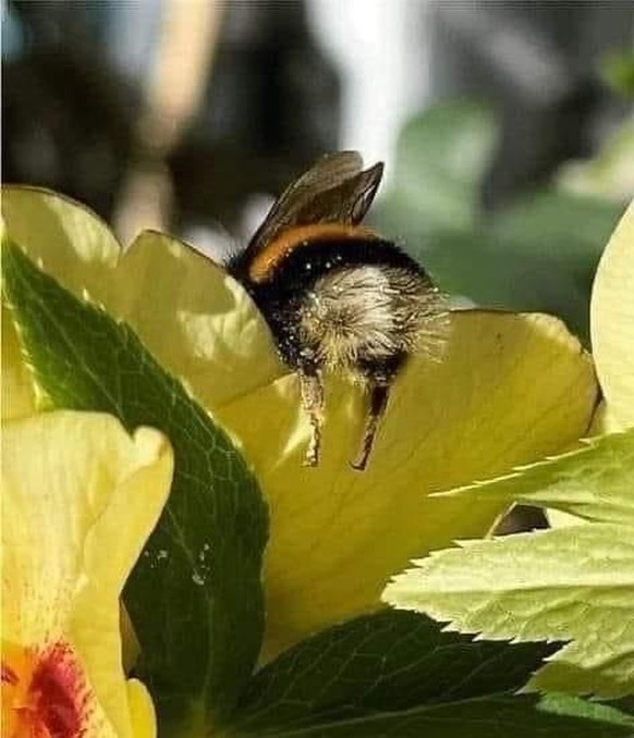 cute news tier hummelhintern

https://ch.pinterest.com/pin/211174978363072/