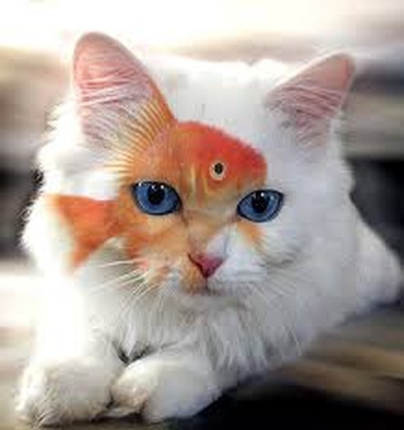 Cat fish