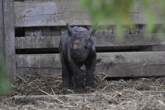 das kleine Spitzmaulnashorn in England