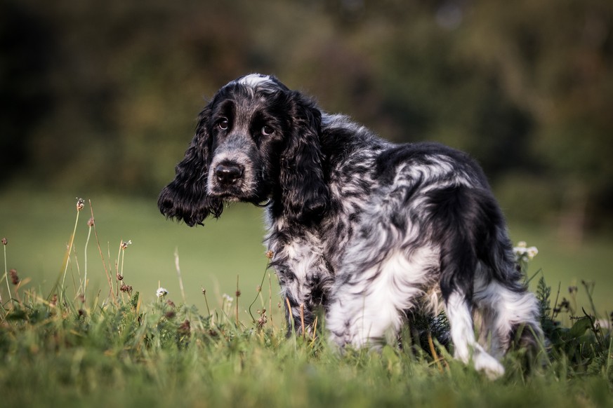 Dog, Hund, Chien, Cocker-Spaniel, Cocker-Spaniel, Hundeblick, Hund auf wiese